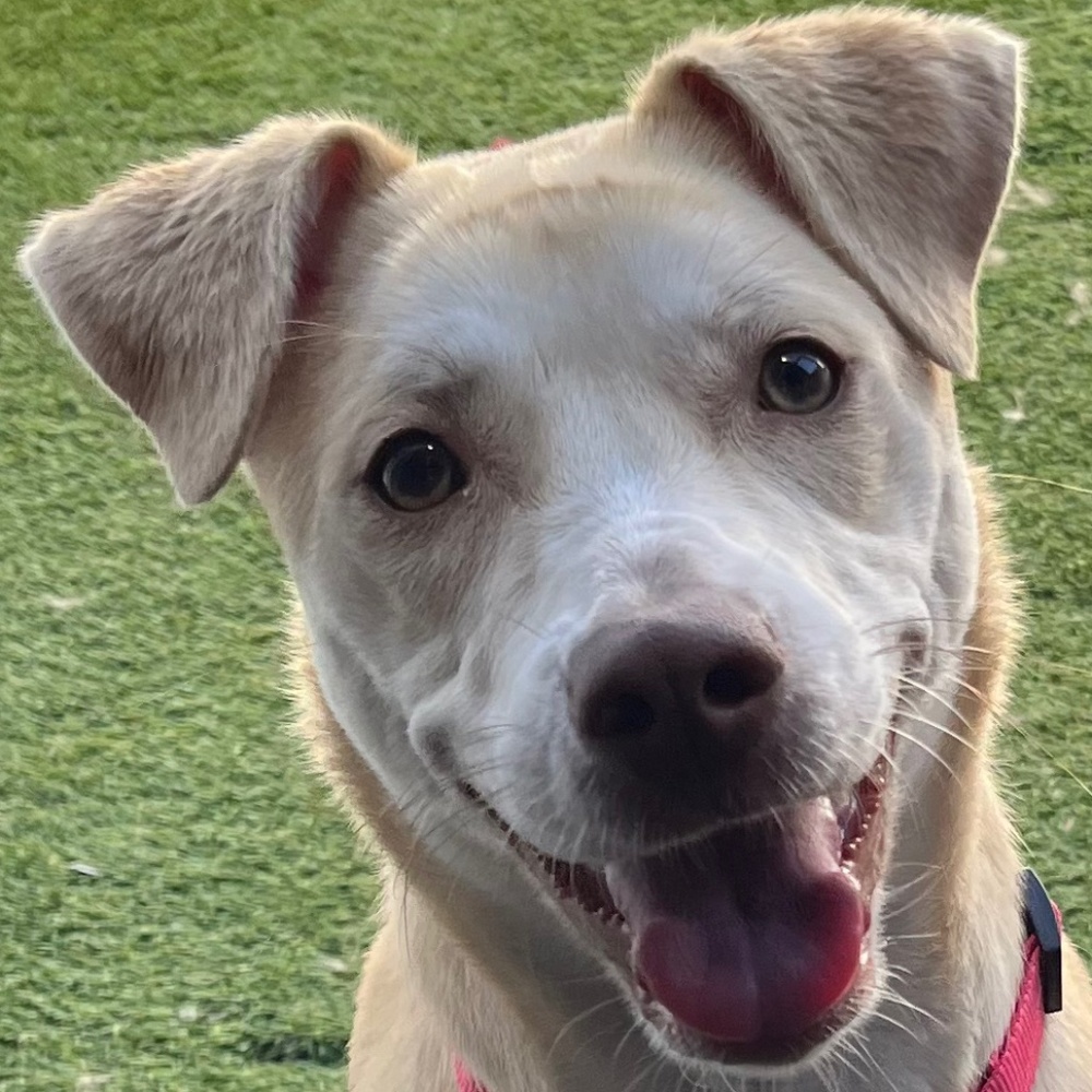 Meet your Posher, Tiffany